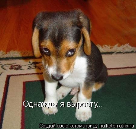 Котоматрица: Однажды я выросту...