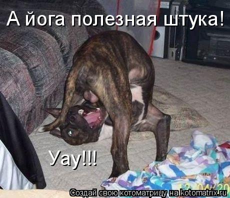 Котоматрица: Уау!!! А йога полезная штука!