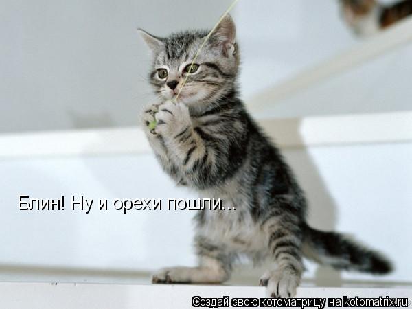 Котоматрица: Блин! Ну и орехи пошли...