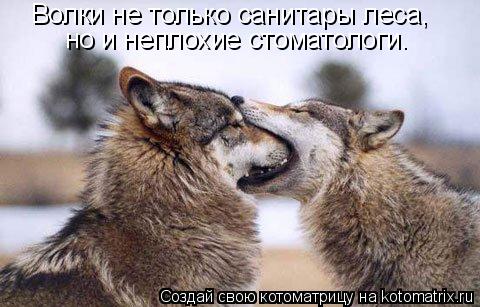 Котоматрица: но и неплохие стоматологи. Волки не только санитары леса,