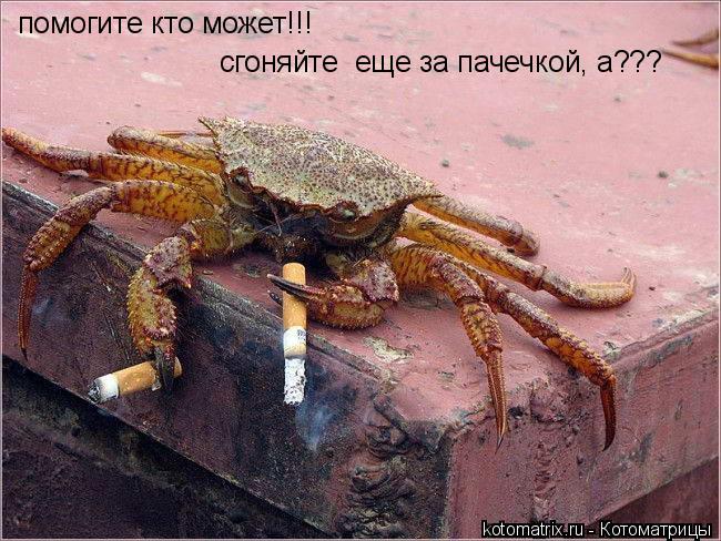 Котоматрица: помогите кто может!!! сгоняйте  еще за пачечкой, а???