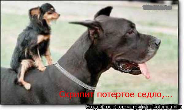 Котоматрица: Скрипит потертое седло,...