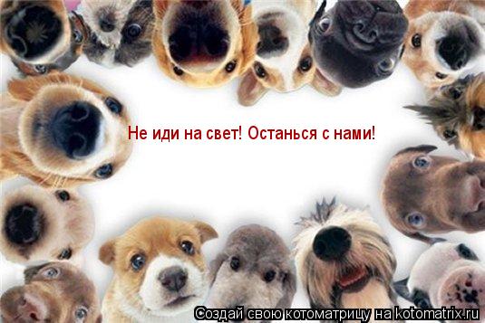 Котоматрица: Не иди на свет! Останься с нами!