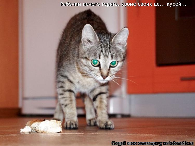 Котоматрица: Рабочим нечего терять, кроме своих це... курей...