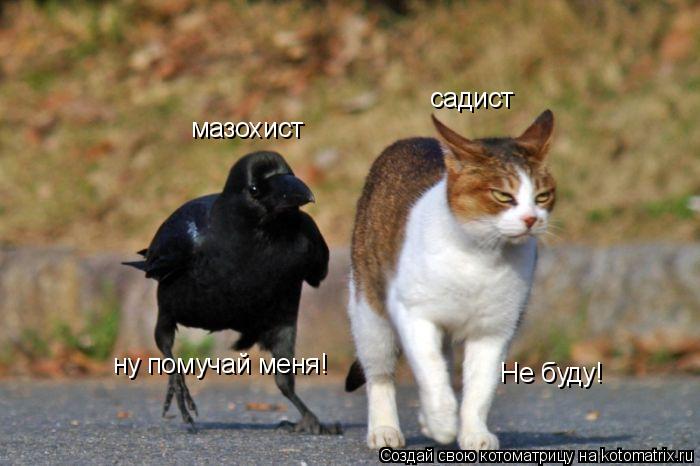 Котоматрица: садист мазохист ну помучай меня! Не буду!