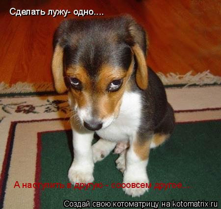 Котоматрица: Сделать лужу- одно....  А наступить в другую - сооовсем другое....