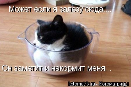 Котоматрица: Может если я залезу сюда.... Он заметит и накормит меня...
