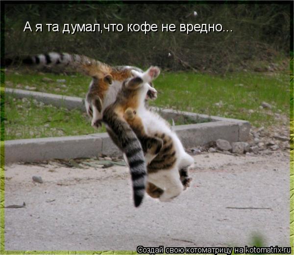 Котоматрица: А я та думал,что кофе не вредно...