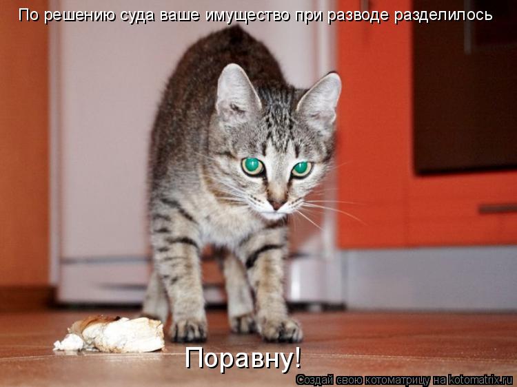 Котоматрица: По решению суда ваше имущество при разводе разделилось Поравну!