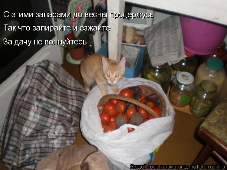 Котоматрица: С этими запасами до весны продержусь Так что запирайте и езжайте За дачу не волнуйтесь