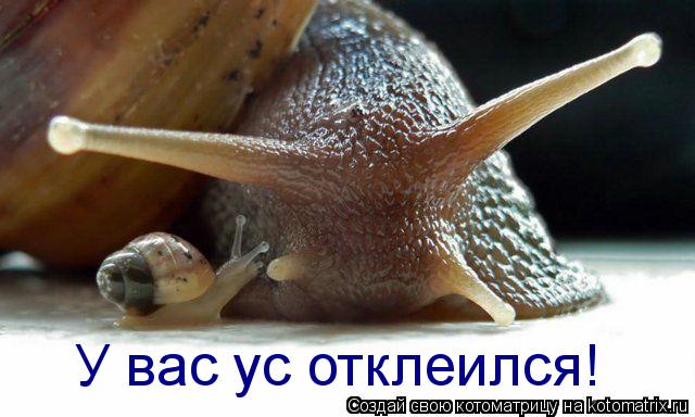 Котоматрица: У вас ус отклеился!