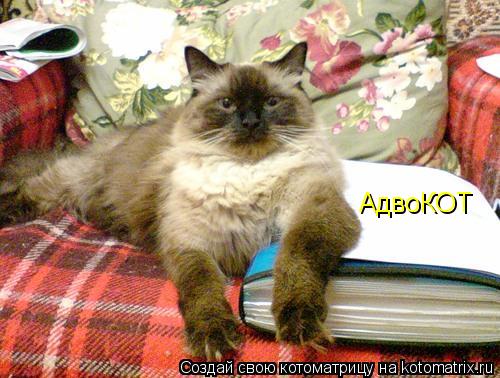 Котоматрица: АдвоКОТ