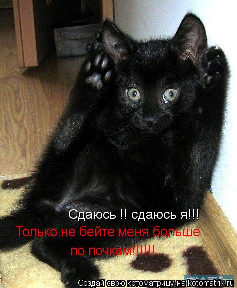 Котоматрица: Сдаюсь!!! сдаюсь я!!!  Только не бейте меня больше по почкам!!!!!!