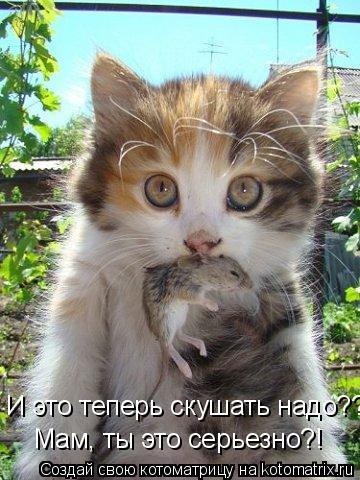 Котоматрица: И это теперь скушать надо??? Мам, ты это серьезно?!