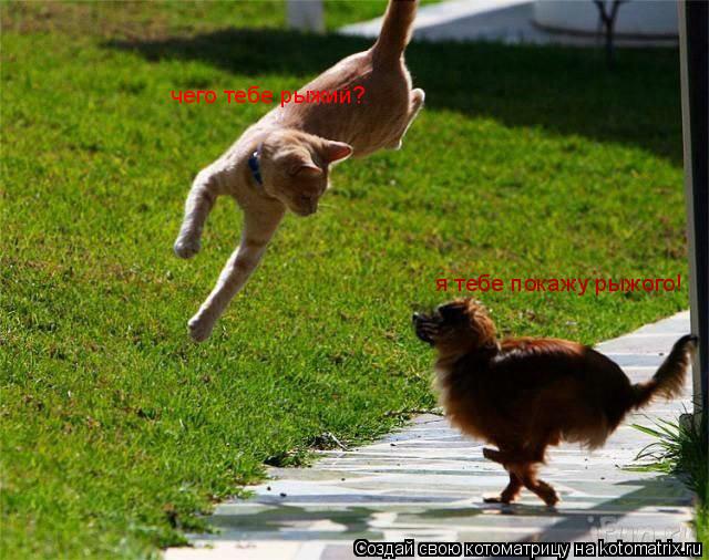 Котоматрица: чего тебе рыжий? я тебе покажу рыжого!