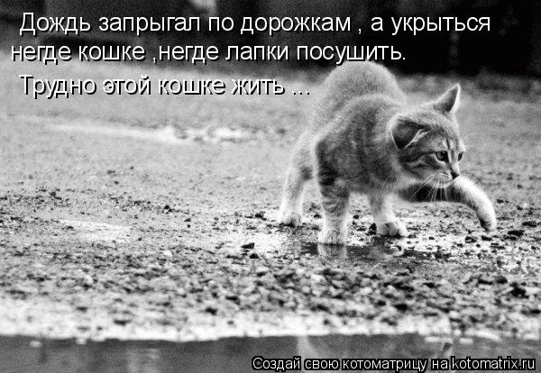 Котоматрица: Дождь запрыгал по дорожкам , а укрыться  негде кошке ,негде лапки посушить.  Трудно этой кошке жить ...