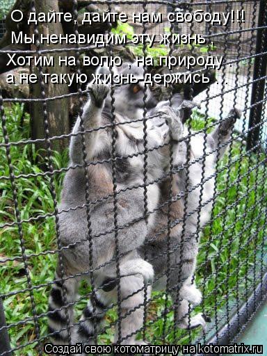 Котоматрица: О дайте, дайте нам свободу!!! Мы ненавидим эту жизнь , Хотим на волю , на природу . а не такую жизнь-держись ...