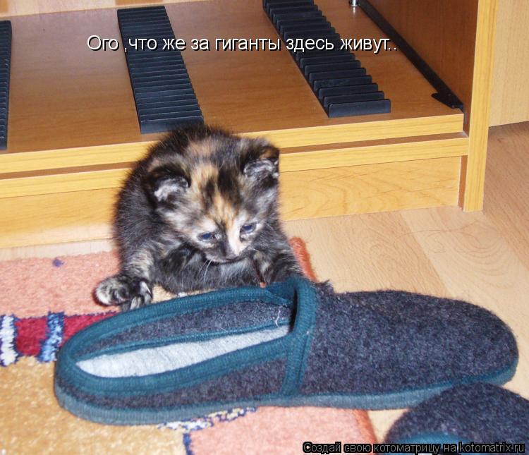 Котоматрица: Ого ,что же за гиганты здесь живут..