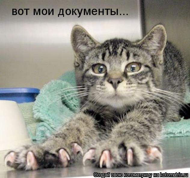 Котоматрица: вот мои документы вот мои документы...