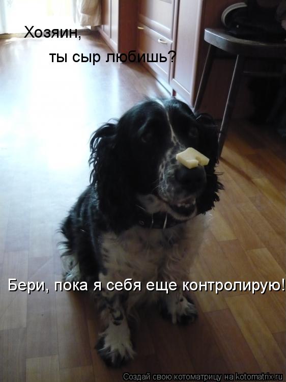 Хозяин, ты сыр любишь? Бери, пока я себя еще контролирую!... Котоматрица: Хозяин, ты сыр любишь? Бери, пока я себя еще контролирую!