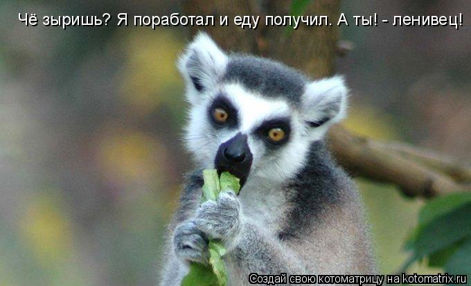 Котоматрица: Чё зыришь? Я поработал и еду получил. А ты! - ленивец!