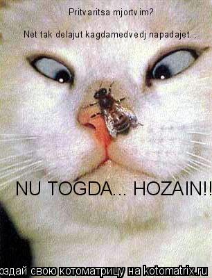 Котоматрица: Net tak delajut kagdamedvedj napadajet... Pritvaritsa mjortvim?   NU TOGDA... HOZAIN!!!
