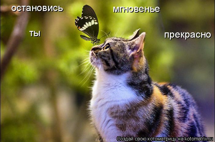 Котоматрица: остановись мгновенье ты прекрасно