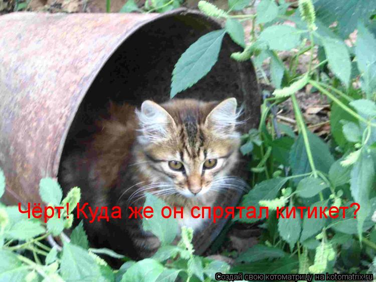 Котоматрица: Чёрт! Куда же он спрятал китикет?