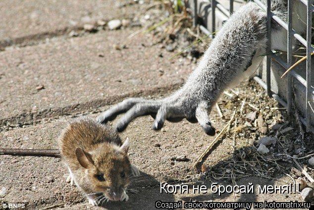 Котоматрица: Коля не бросай меня!!!
