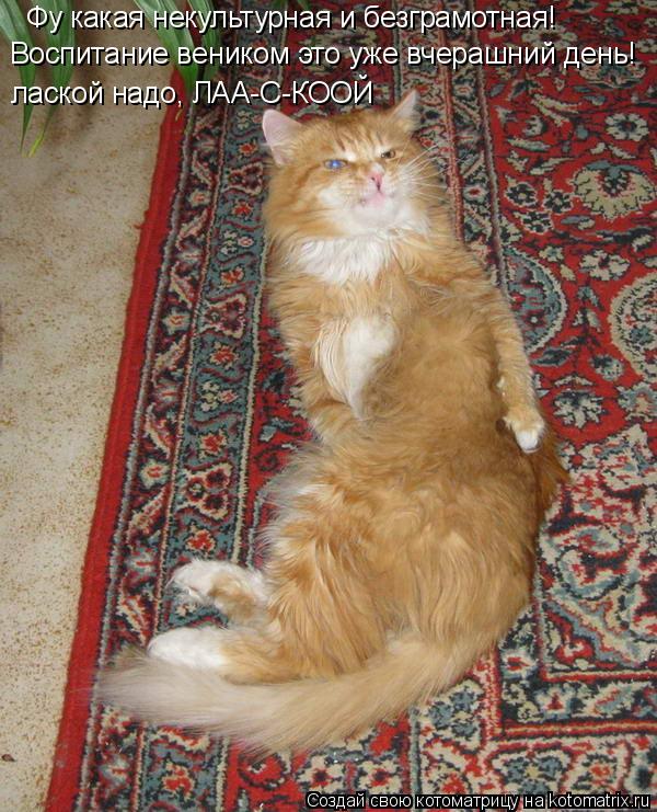 Котоматрица: Фу какая некультурная и безграмотная! Воспитание веником это уже вчерашний день! лаской надо, ЛАА-С-КООЙ лаской надо, ЛАА-С-КООЙ