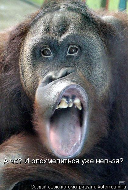 Котоматрица: А чё? И опохмелиться уже нельзя?