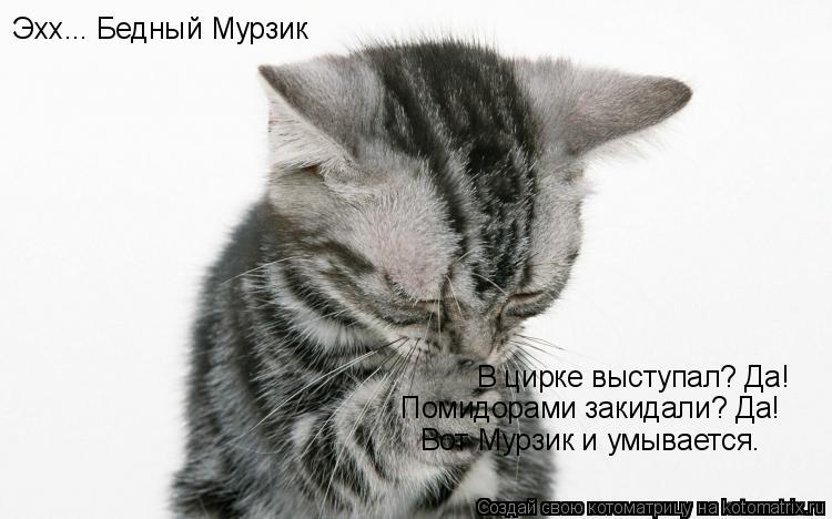 Котоматрица: Эхх... Бедный Мурзик В цирке выступал? Да! Помидорами закидали? Да! Вот Мурзик и умывается.