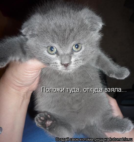 Котоматрица: Положи туда, откуда взяла...