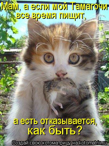 Котоматрица: как быть? Мам, а если мой Тамагочи  все время пищит,  а есть отказывается,