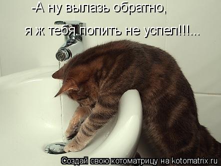 Котоматрица: -А ну вылазь обратно, я ж тебя попить не успел!!!...