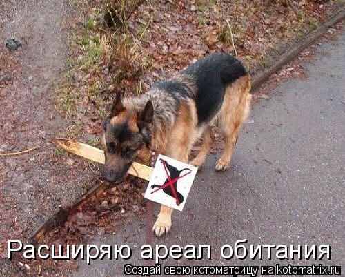 Котоматрица: Расширяю ареал обитания