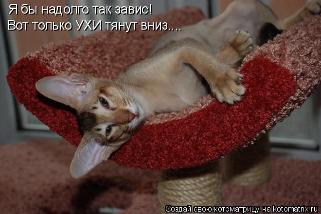 Котоматрица: Я бы надолго так завис! Вот только УХИ тянут вниз....