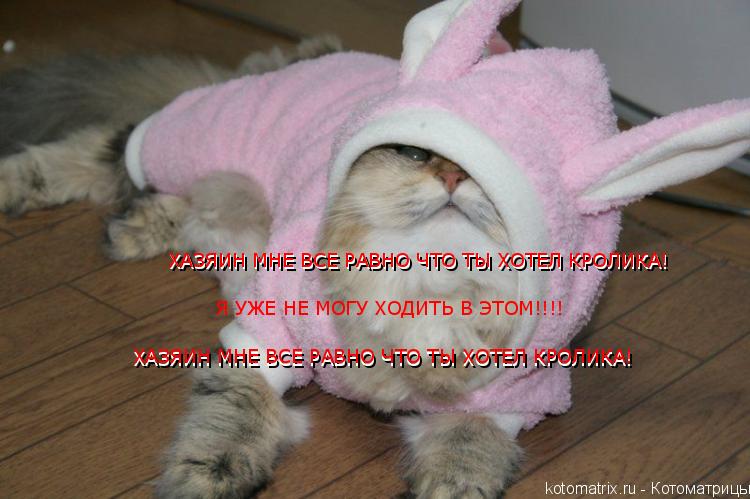 Котоматрица: ХАЗЯИН МНЕ ВСЕ РАВНО ЧТО ТЫ ХОТЕЛ КРОЛИКА! ХАЗЯИН МНЕ ВСЕ РАВНО ЧТО ТЫ ХОТЕЛ КРОЛИКА! Я УЖЕ НЕ МОГУ ХОДИТЬ В ЭТОМ!!!! ХАЗЯИН МНЕ ВСЕ РАВНО ЧТО Т