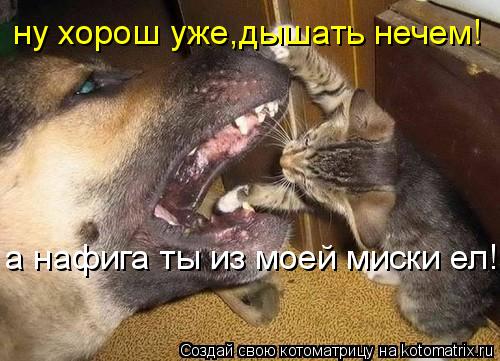 Котоматрица: ну хорош уже,дышать нечем! а нафига ты из моей миски ел!