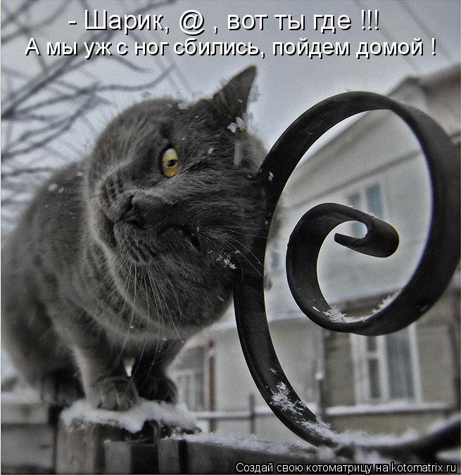 - Шарик, @ , вот ты где !!! А мы уж с ног сбились, пойдем домой !... Котоматрица: - Шарик, @ , вот ты где !!! А мы уж с ног сбились, пойдем домой !