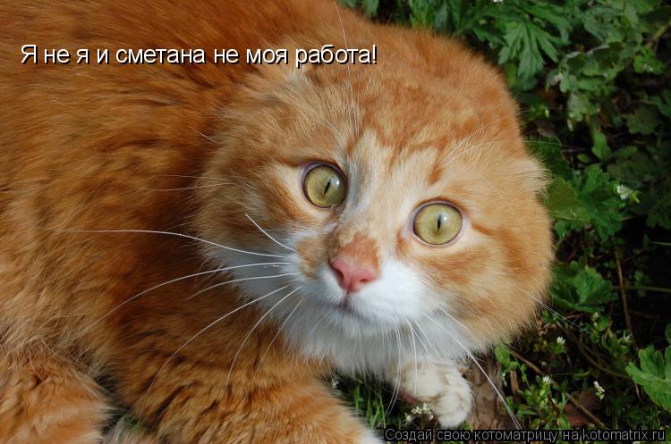 Котоматрица: Я не я и сметана не моя работа!