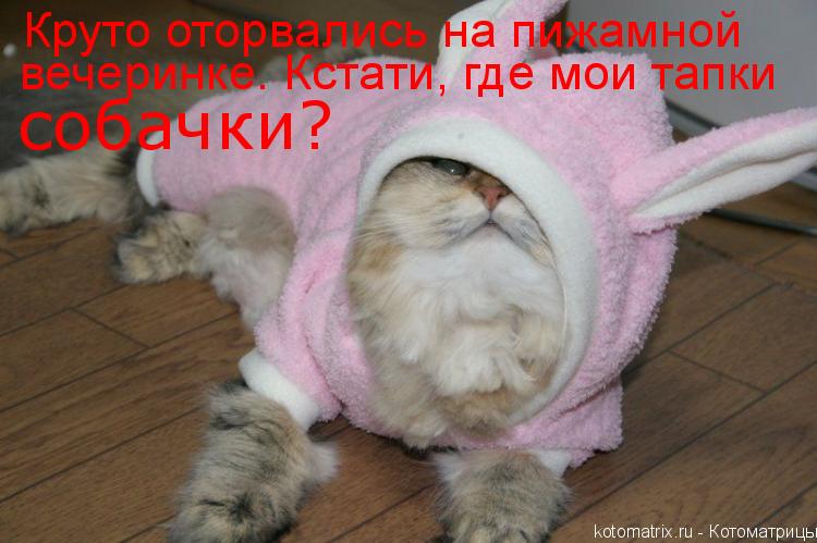 Котоматрица: Круто оторвались на пижамной вечеринке. Кстати, где мои тапки собачки?