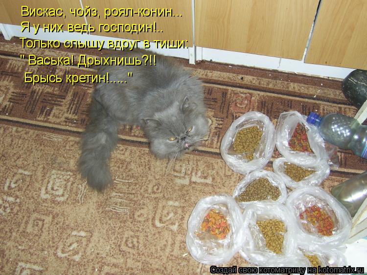 Котоматрица: Вискас, чойз, роял-конин... Я у них ведь господин!.. Только слышу вдруг в тиши: " Васька! Дрыхнишь?!! Брысь кретин!....."