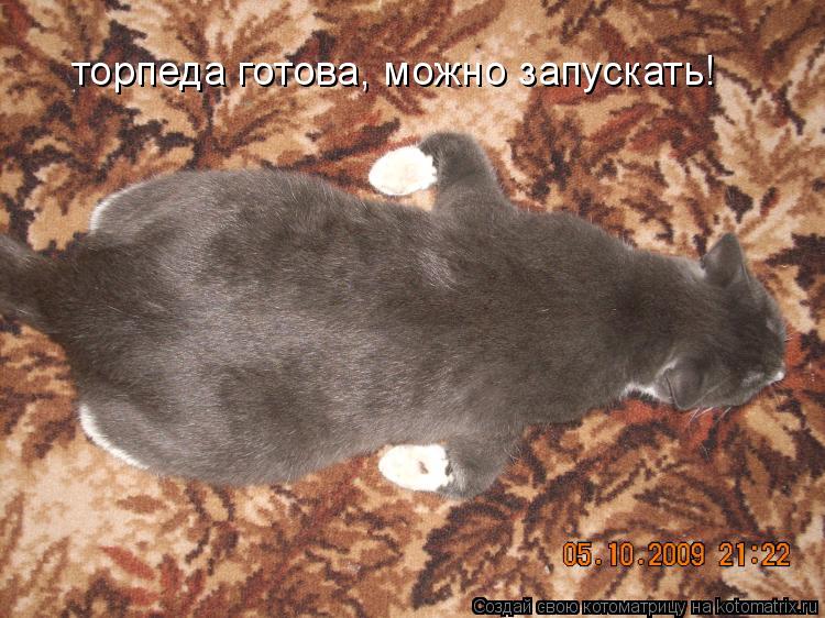 Котоматрица: торпеда готова, можно запускать!