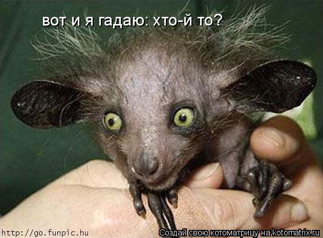 Котоматрица: вот и я гадаю: хто-й то?