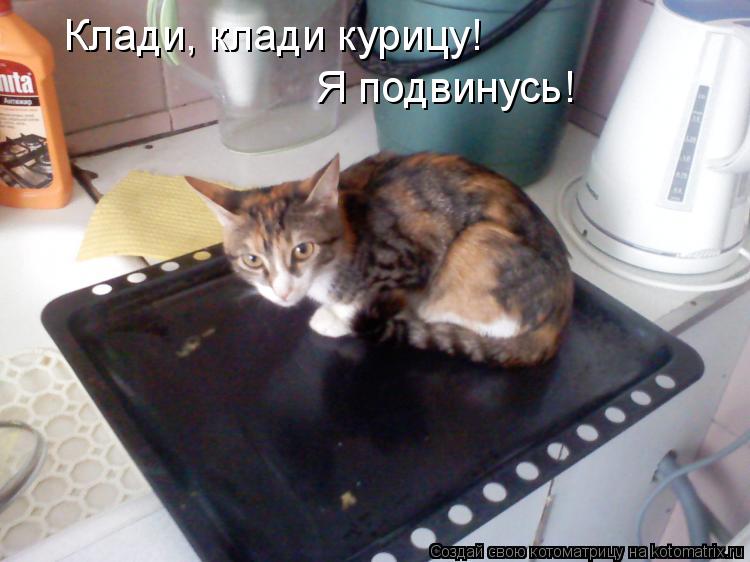 Котоматрица: Клади, клади курицу! Я подвинусь!