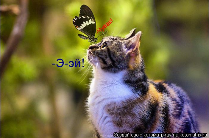Котоматрица: -Чувак! -Э-эй!