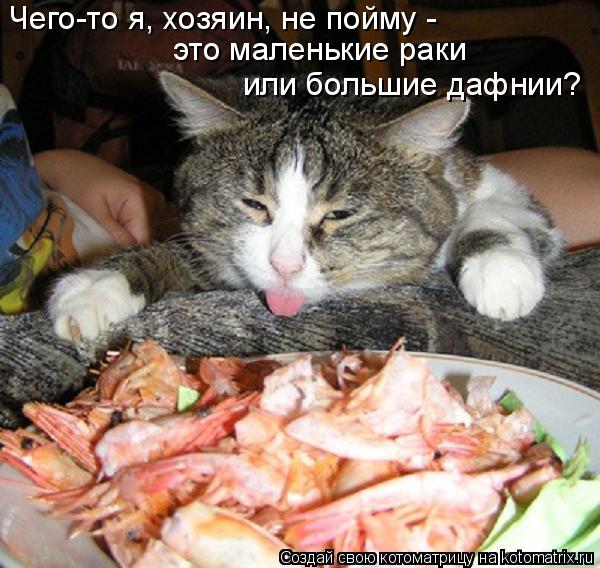 Котоматрица: Чего-то я, хозяин, не пойму -  это маленькие раки или большие дафнии?