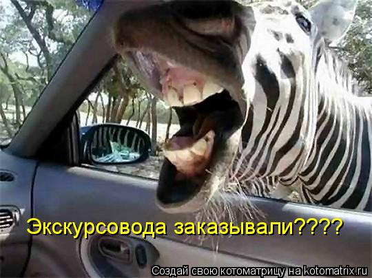 Котоматрица: Экскурсовода заказывали????