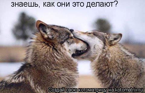 Котоматрица: знаешь, как они это делают?